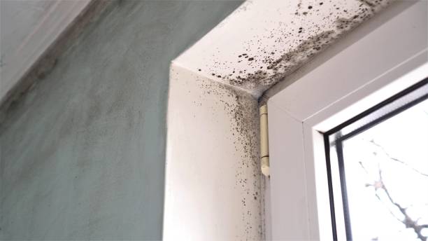 Best Kitchen Mold Remediation in Ladera Ranch, CA