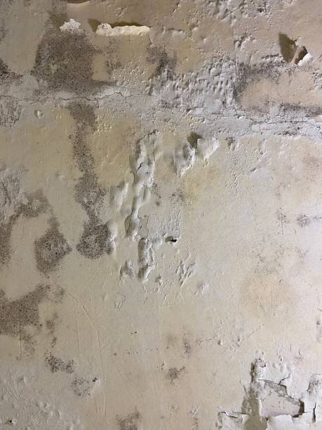 Reliable Ladera Ranch, CA Mold Remediation Solutions