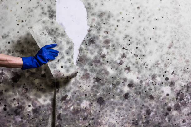 Best Commercial Mold Remediation in Ladera Ranch, CA